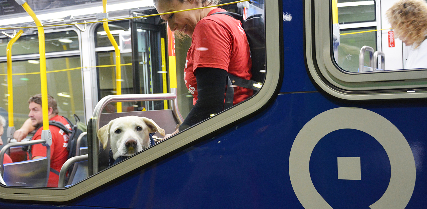 Image of a service dog looking out window of a Pace bus